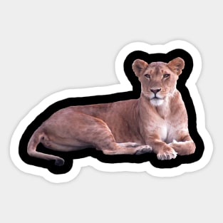 Lioness in Africa Sticker